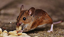 24 Hour & Emergency Exterminators in Macatawa, MI